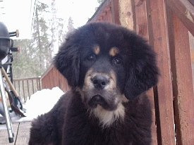 Sammi of Denali Legend at 3 months old
