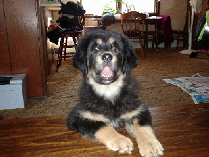 Sammi of Denali Legend-3 months old
