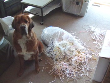 Spencer Asks His Dad Why He Needs a Paper Shredder When He's Around!
