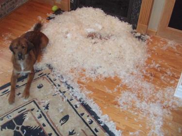 Spencer Obviously Didn't Like the Throw Pillow & Attempts to Redecorate!
