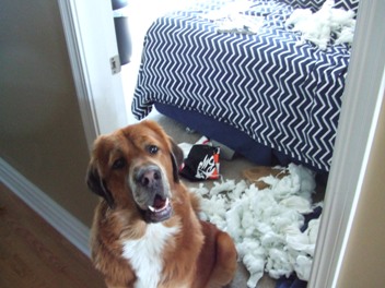 Spencer Vs. Pillow.......Point Spencer!
