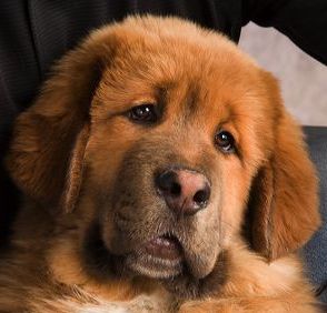 Spencer Barfolemew Daniels at 17 weeks
