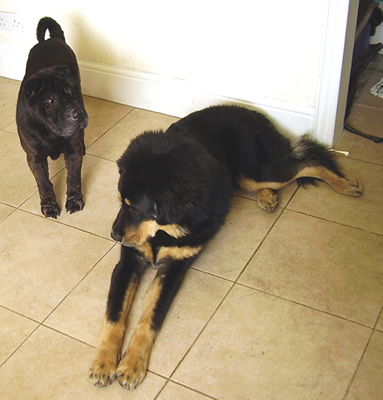 Flynn with his 'granny' Tinkerbell (shar-pei)
