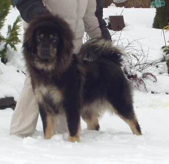 Ag�ta Padmaraga Drizai
Keywords: Agata