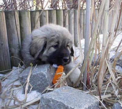 Balihara Altan-Corgo 6 weeks
Keywords: Balihara Altan-Crogo