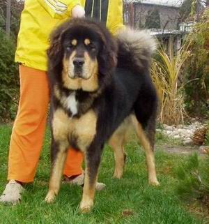 Baiwen 11 months
Keywords: Baiwen Padmaraga Drizai