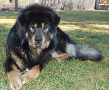 Baso Marhan- 2 years old
Keywords: baso marhan