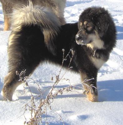 Keywords: puppies kennel do-khyi dog