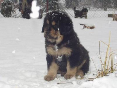 Baiwen Padmaraga Drizai - 6 weeks
Keywords: Baiwen