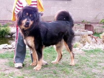 Cedra 4 roky
Keywords: Cedra