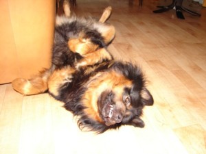 Samantabhadra's Hadji Tarim
