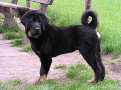 Fang Samantabhadra-Marinaland
