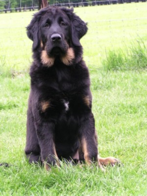 Fang Samantabhadra-Marinaland
