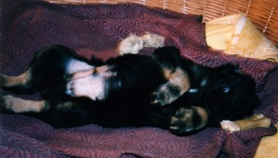 Fang Samantabhadra-Marinaland
