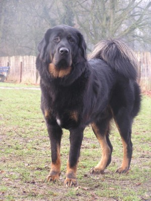 Fang Samantabhadra-Marinaland
