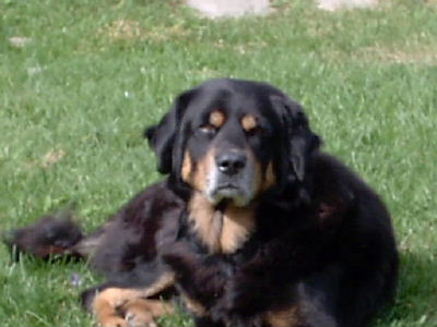 Goofy the Goofed Tibetan mastiff
