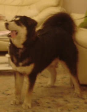 gunjee - Mongolian Mastiff
Keywords: Mongolian ,Mongolian Bankhar,Bankar,Mongolian Mastiff,Tibetan mastiff