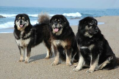 kashy, shaky, vajraatma.jpg