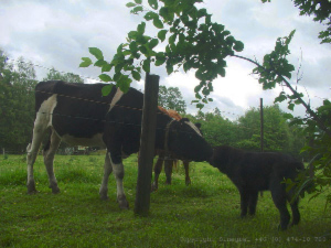 Herman exploring
Keywords: Herman