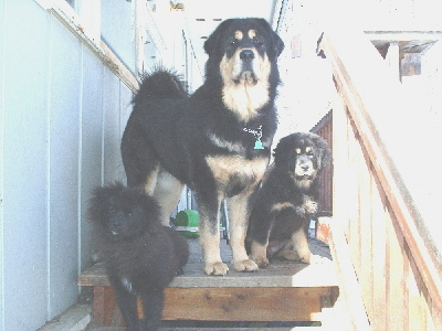 Maggie, Sammi and Bear the Pom
