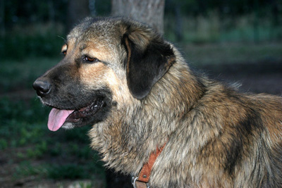 Maliha Kaiju DePecos
