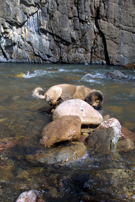 Maliha Kaiju DePecos
