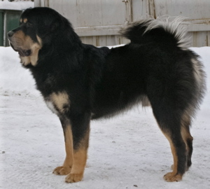 Denali Legend's Sunset Surfer
