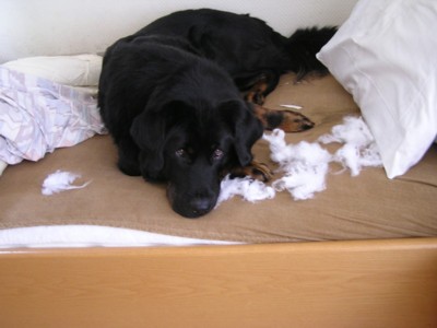 Fang's "Pillow Talk". Owner Claudia Bomhof
Fang distroying a pillow. 
