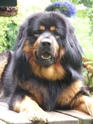 Samantabhadra's Hadji Tarim
