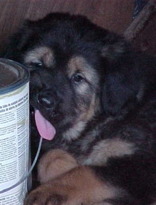 Arborstone A.D. Nick
