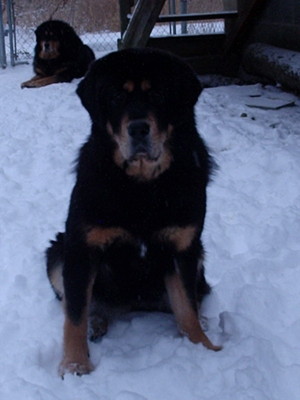 Sammi-Denali Legend Kodamae of CFAR
