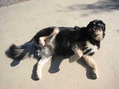 Valley Reposing Dog - Seiko the "Watch" dog!
