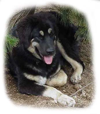 Seiko, the "Watch" dog at 8 months
