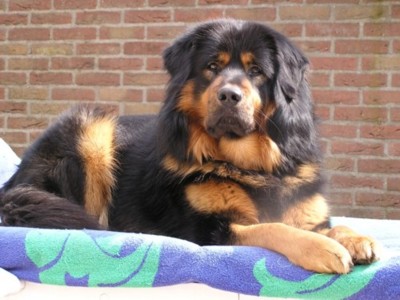 Samantabhadra's Hadji Tarim
