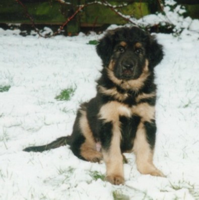 Samantabhadra's Hadji Tarim
