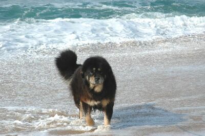 vajra waterrat2atma.jpg